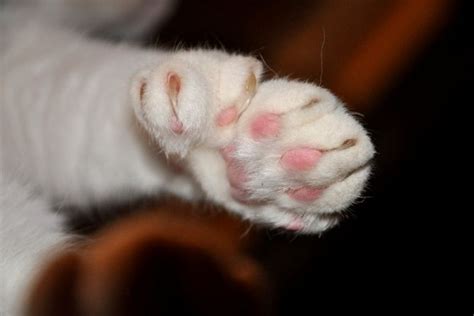 17 Best images about Double Toes and Paw Pads on Pinterest | Calico ...