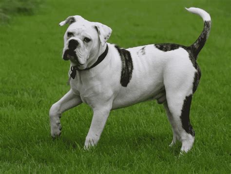 ANJING BULLDOG : Cara Merawat, Pakan, Harga Jual (Lengkap)