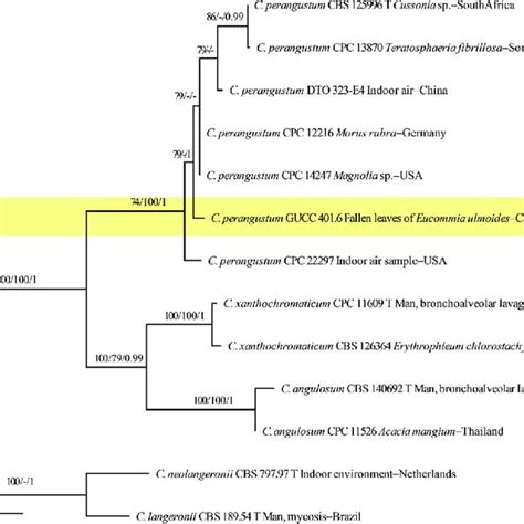 Maximum Likelihood Raxml Tree From The Combined Analysis Of Its Tef