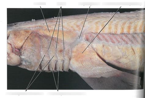 Shark Muscle Diagram 3 Diagram Quizlet