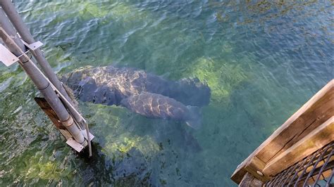 We saw Manatees!! 😍 @ Blue Spring State Park