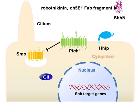 Shh Signaling Pathway