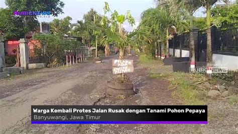 Usai Tanami Pohon Pisang Warga Kembali Protes Terkait Jalan Rusak Di