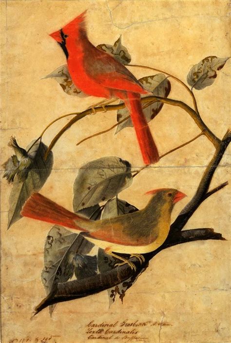 John James Audubon Birds Cardinal