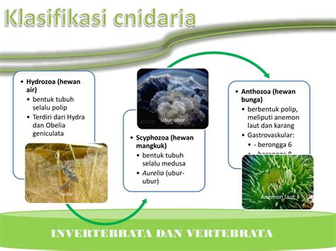 Ppt Kingdom Animalia Powerpoint Presentation Free Download Id4846224