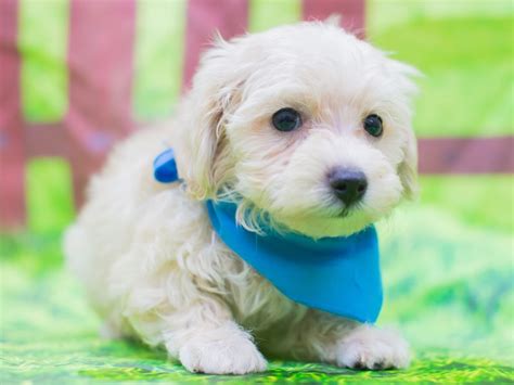 Toy Maltipoo Puppy White Id12817 Located At Petland Wichita Kansas