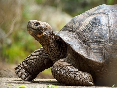 Turtles Vs Tortoises How To Tell The Difference Blue Planet Aquarium