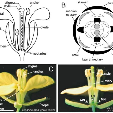 Brassica Rapa Flower Structure A Schematic Longitudinal Section Of Download Scientific