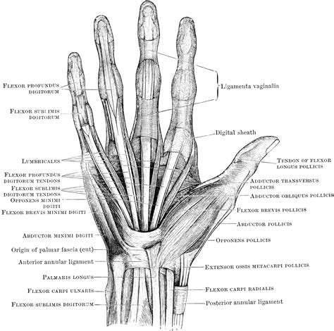 Tendon Diagram Hand - Ligaments, Tendons, and Nerves of the Wrist - Tendons are similar to ...