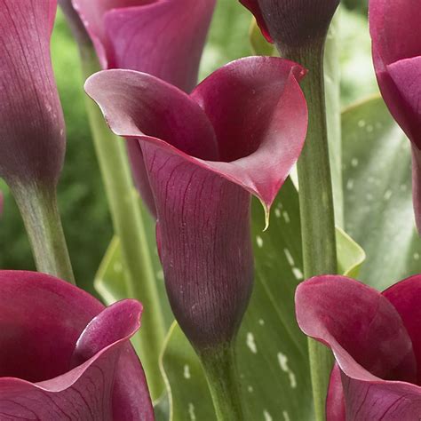 Zantedeschia Prado Calla Lily J Parker Dutch Bulbs Zantedeschia