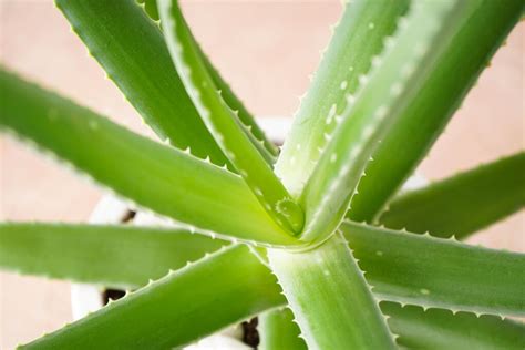 Aloe Vera gießen Wie oft wann und wie