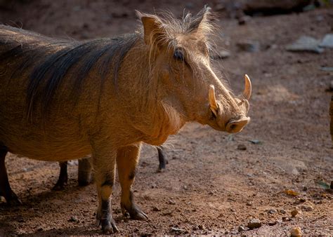Common Warthog - Zoo Atlanta