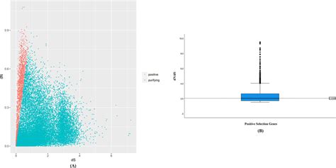 Selection Pressure Analysis Of Single Copy Homologous Genes In O