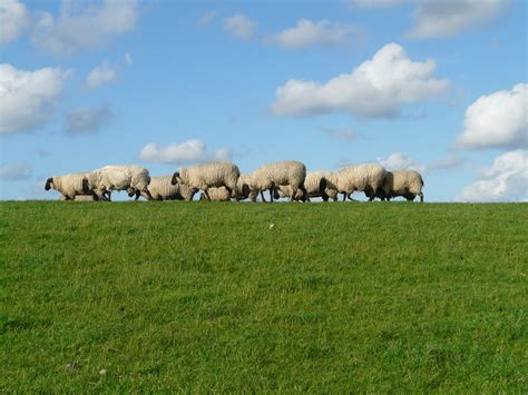 Free Images Landscape Grass Group Field Farm Meadow Prairie