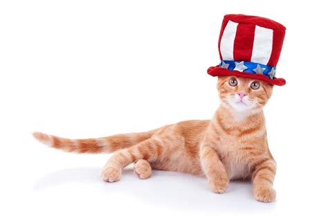 Patriotic Cats Celebrating The Th Of July Pictures Cattime