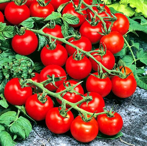 Sub Arctic Plenty Tomato Seeds Earliest Tomato 100 Seeds Etsy