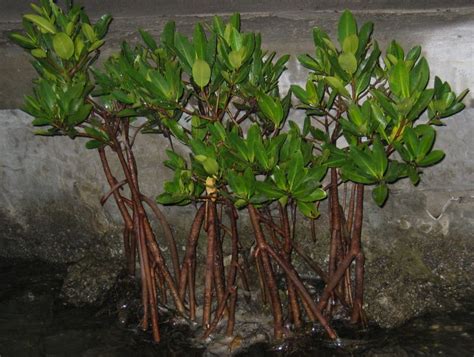 Bibit Mangrove Jual Bibit Mangrove Di Surabaya