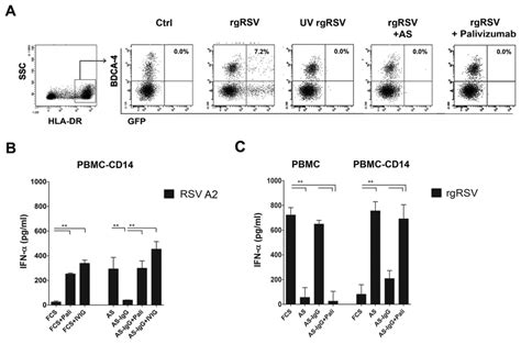 RSV specific antibodies inhibit RSV induced IFN α production in PBMC