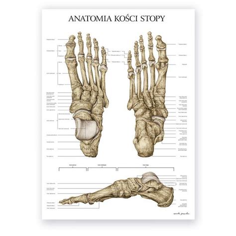 Plakaty Anatomiczne Archives Marta Pawelec Ilustrator Medyczny