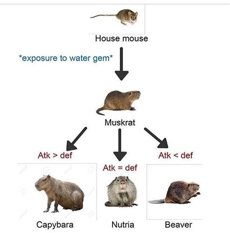 Basic rodent spec tree : r/Tierzoo