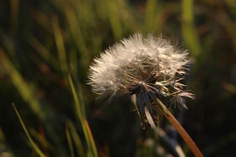 Free Images Tree Nature Branch Meadow Dandelion Leaf Green