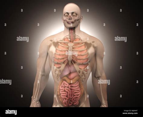 Visualización 3D de la anatomía humana Los órganos internos en un semi