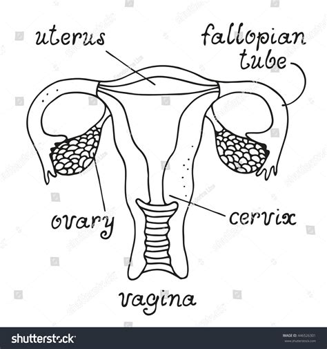 Vektor Stok Uterus Ovaries Anatomy Female Reproductive System Tanpa