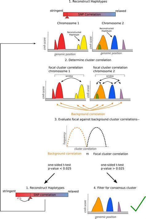 47 Cool Haplotype Map Define - insectza