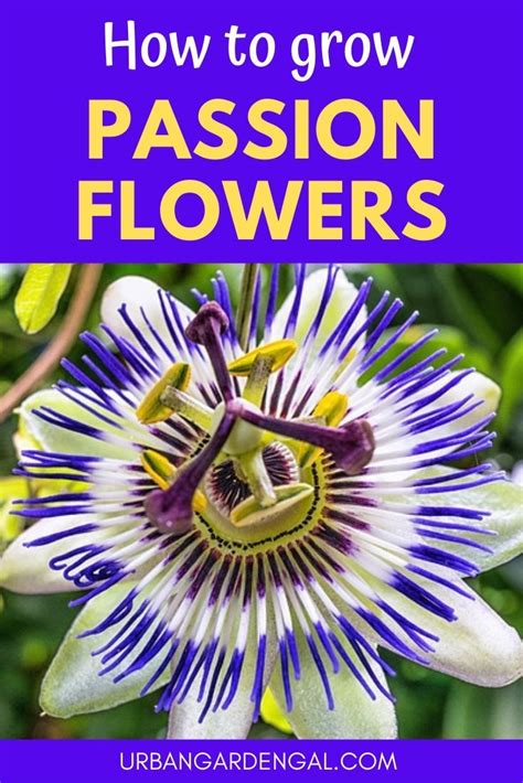 How To Grow Passion Flowers Artofit