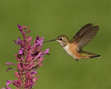 Female Broad-tailed Hummingbird on Hummingbird Mint Photograph by Lois ...