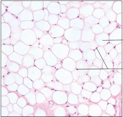 Connective Tissue Proper Loose Adipose Diagram Quizlet