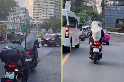 Cachorro Viraliza Ao Ser Flagrado Andando Na Garupa De Moto Em Bangkok