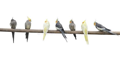 Group Of Zebra Finch Birds Stock Photo Image Of Avian 32834834