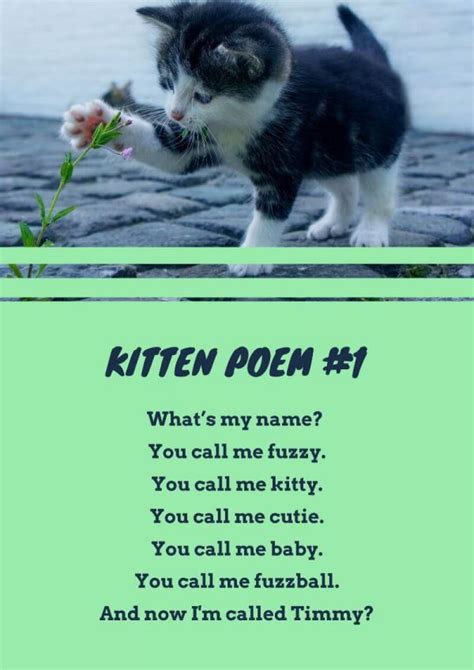 16+ Cat Poems For Kids To Read 🐈 | Imagine Forest