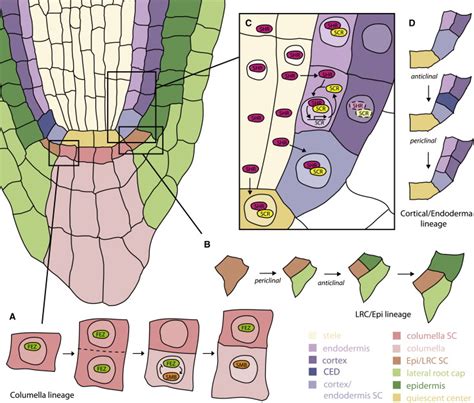 Asymmetric Cell Divisions A View From Plant Development Developmental