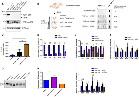 Mitochondrial Protein Linked Dna Breaks Perturb Mitochondrial Gene Transcription And Trigger