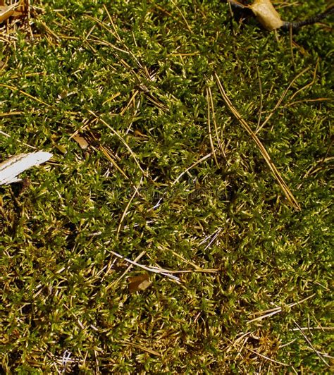 Beautiful Background Of Green Moss In The Sun With Needles And Fallen