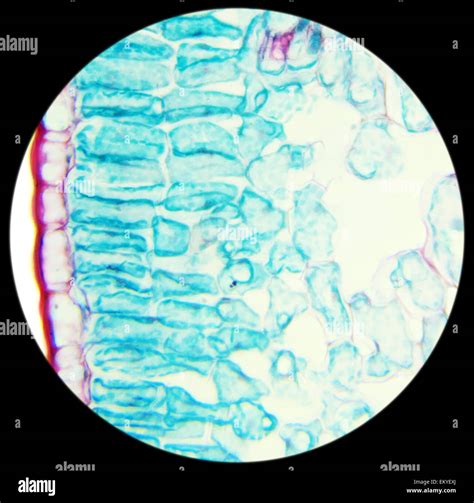 Plant cell under microscope hi-res stock photography and images - Alamy