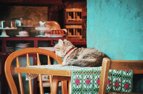 Cat On The Table · Free Stock Photo