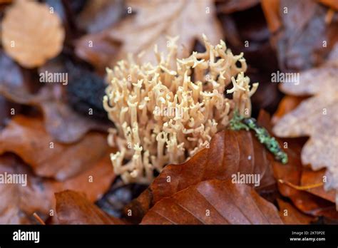 Farnham Common Uk Th November Ramaria Stricta Upright Coral