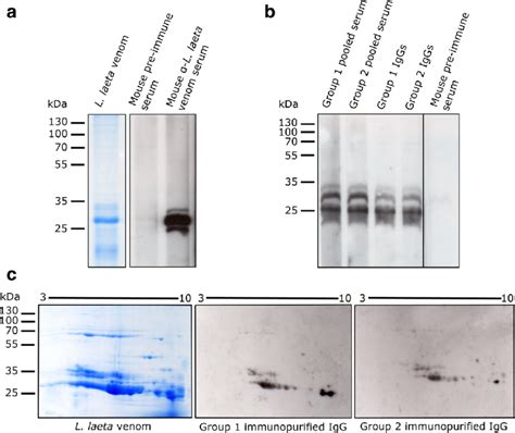 Immunoblot Detection Of L Laeta Venom Using Pooled Sera Of Group And