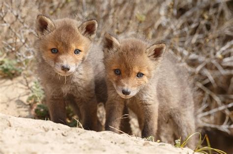 Premium Photo | Red fox cub or cubs, newborn foxes in there natural ...