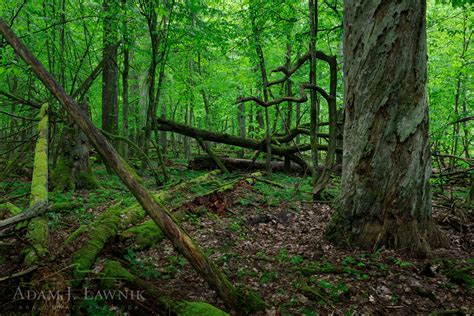 Białowieski Park Narodowy 2105 00063C