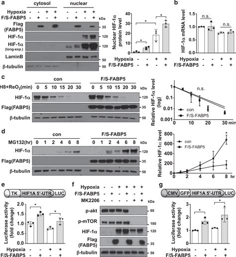 Fabp Enhances Protein Synthesis Of Hif Via Translational