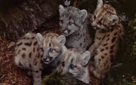 Cougar cubs | Heroes Wiki | FANDOM powered by Wikia