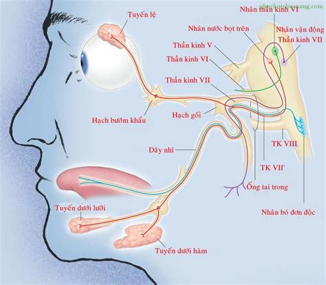 Video hướng dẫn thăm khám thần kinh sọ não Phục hồi chức năng