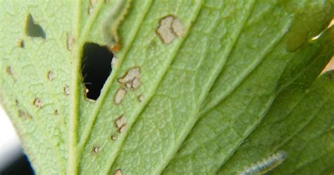 Caterpillar Id Imgur