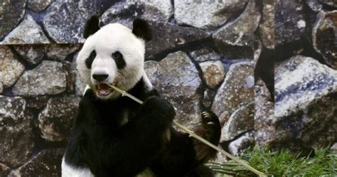 Albino Panda Believed to be 'Only One of its Kind' Spotted Living in ...