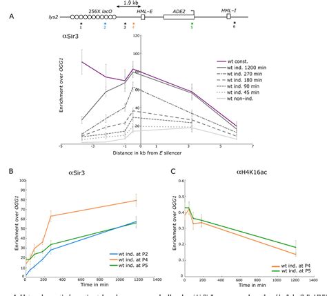 Figure 3 From An Inducible System For Silencing Establishment Reveals A