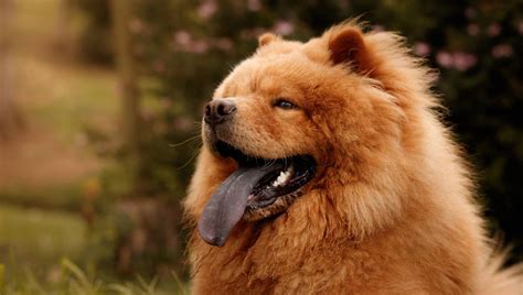 Chow Chow Descubre Todo Sobre Esta Fascinante Raza De Perros